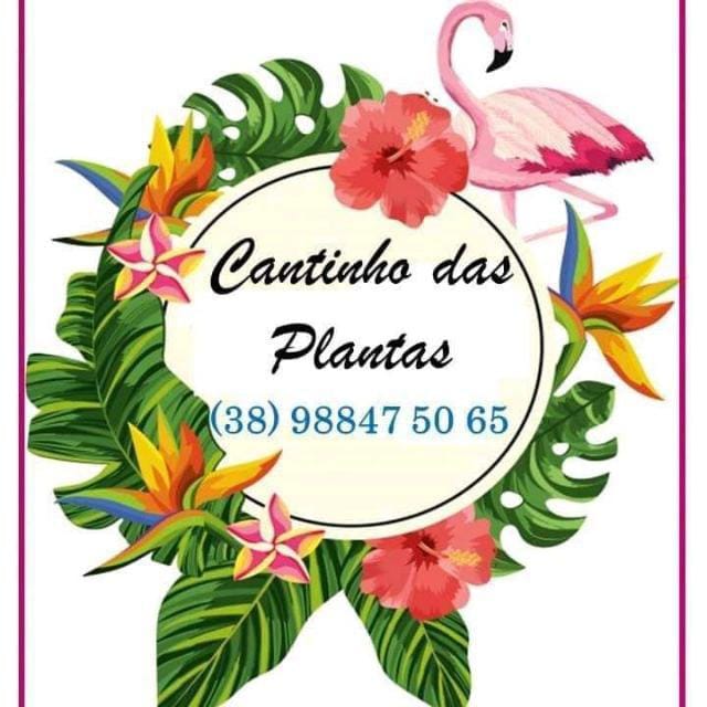 Cantinho das Plantas e Cactos